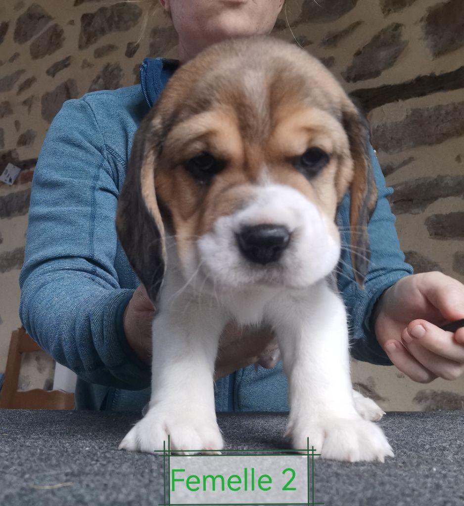 Du Domaine Des Beagles - Chiot disponible  - Beagle