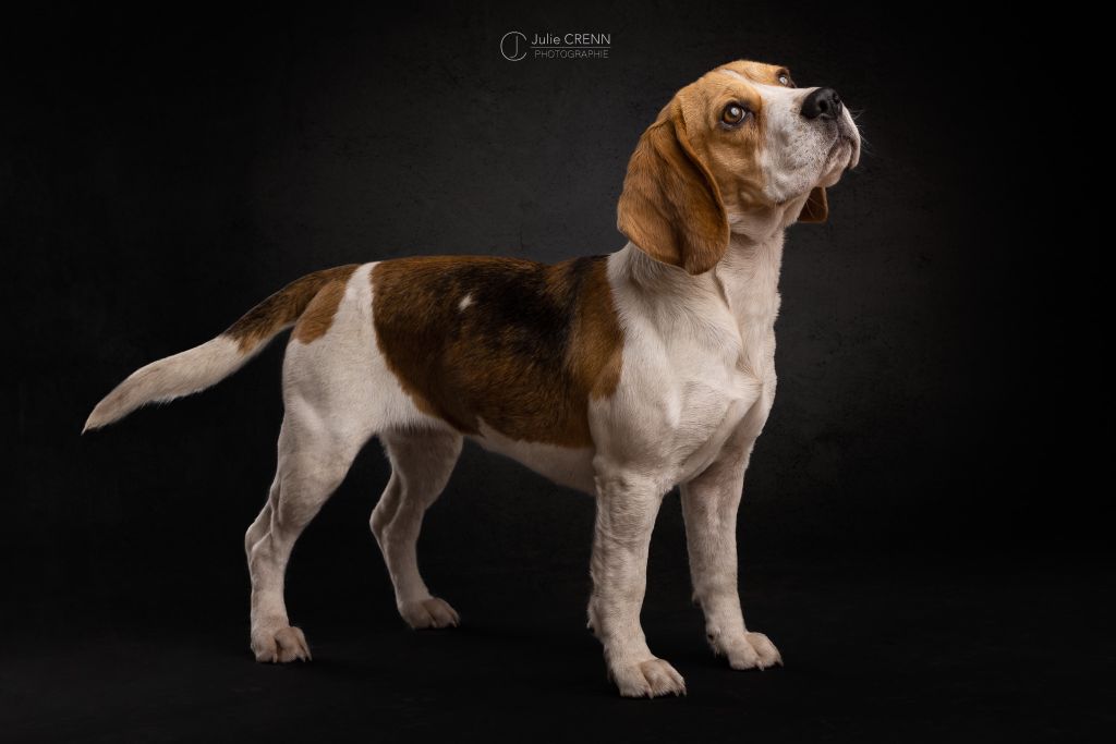Romie Du Domaine Des Beagles