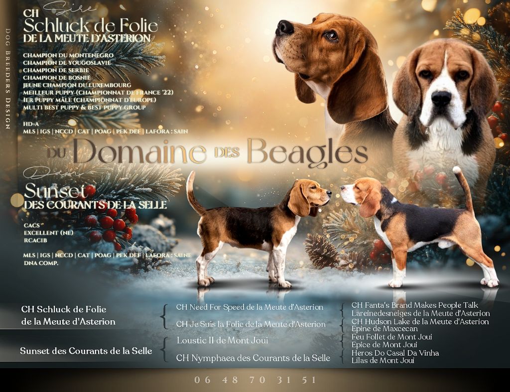 Du Domaine Des Beagles - Ma première portée de l'année 2026 est prévu pour Janvier