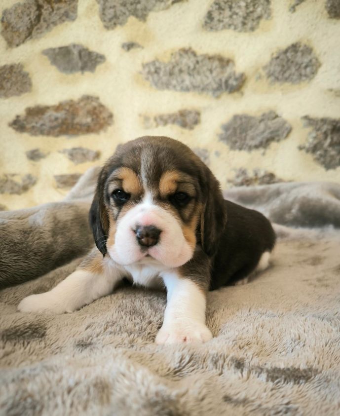 Du Domaine Des Beagles - Chiots disponibles - Beagle