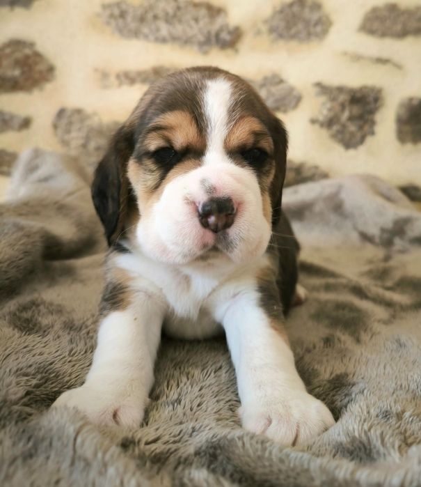 Du Domaine Des Beagles - Chiots disponibles - Beagle