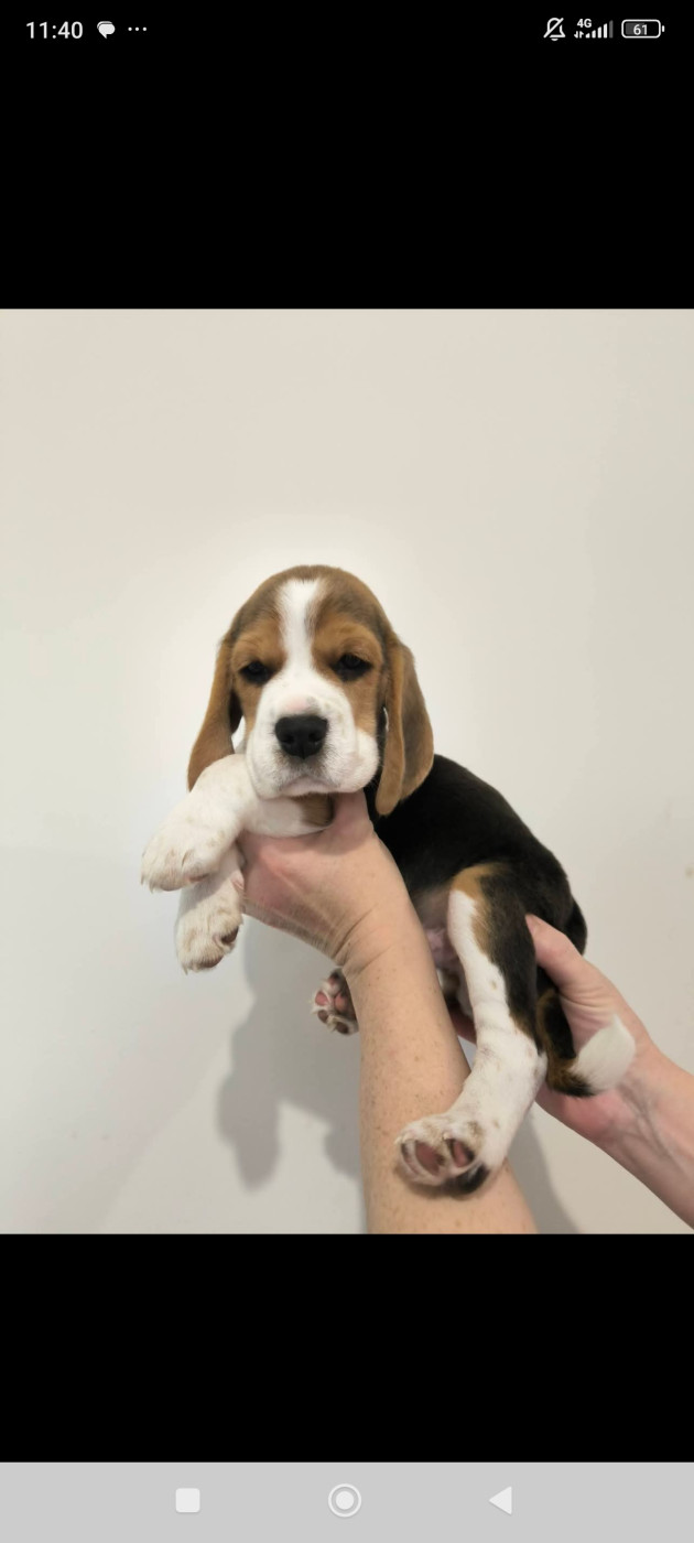 Du Domaine Des Beagles - Chiots disponibles - Beagle