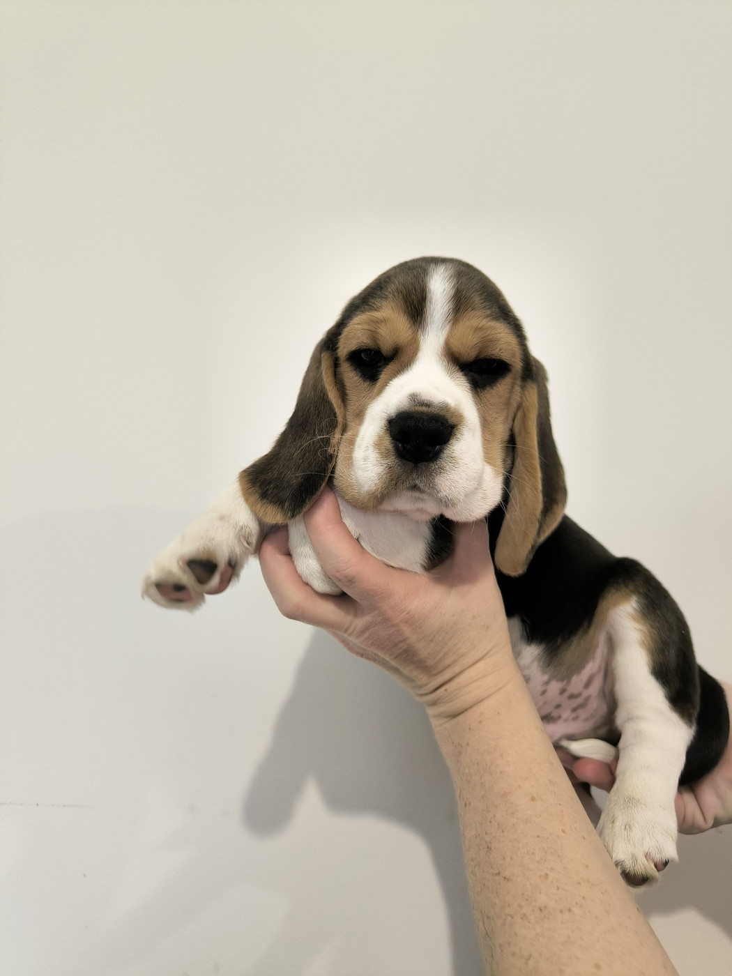 Du Domaine Des Beagles - Chiots disponibles - Beagle