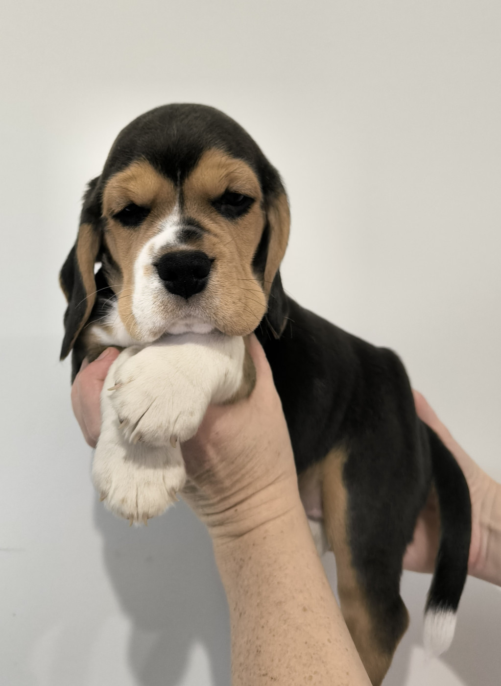 Du Domaine Des Beagles - Chiots disponibles - Beagle
