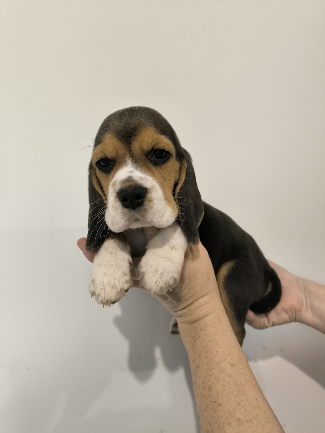 Du Domaine Des Beagles - Chiots disponibles - Beagle
