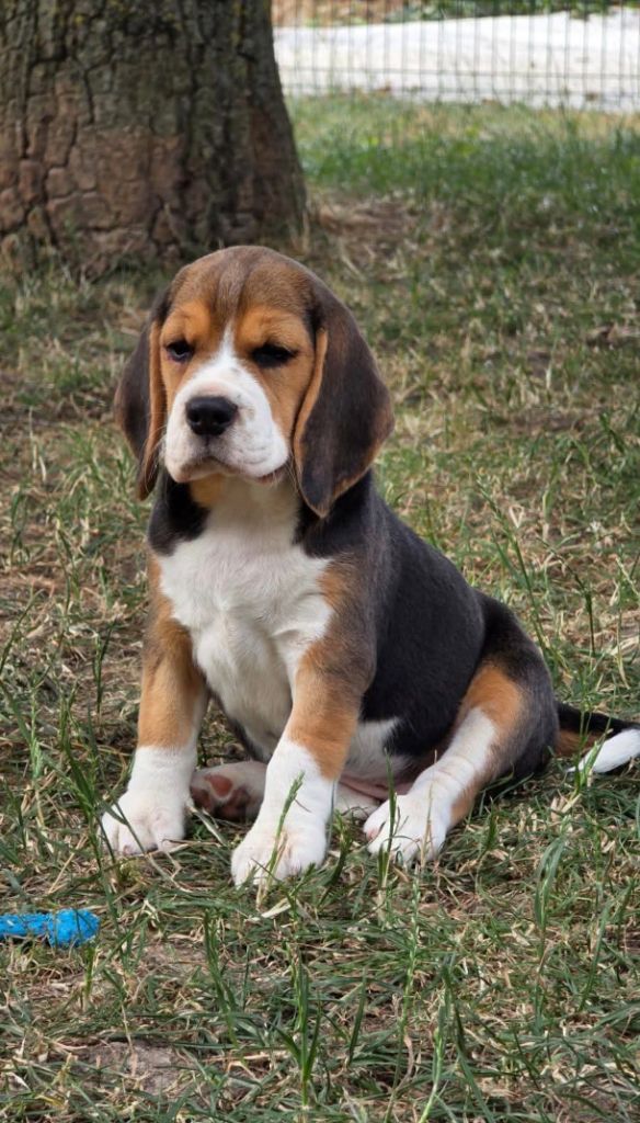 Du Domaine Des Beagles - Chiots disponibles - Beagle