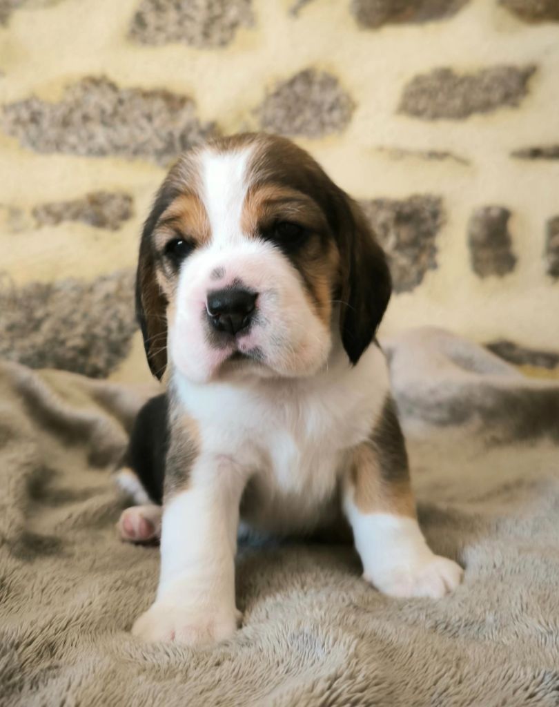 Du Domaine Des Beagles - Chiots disponibles - Beagle