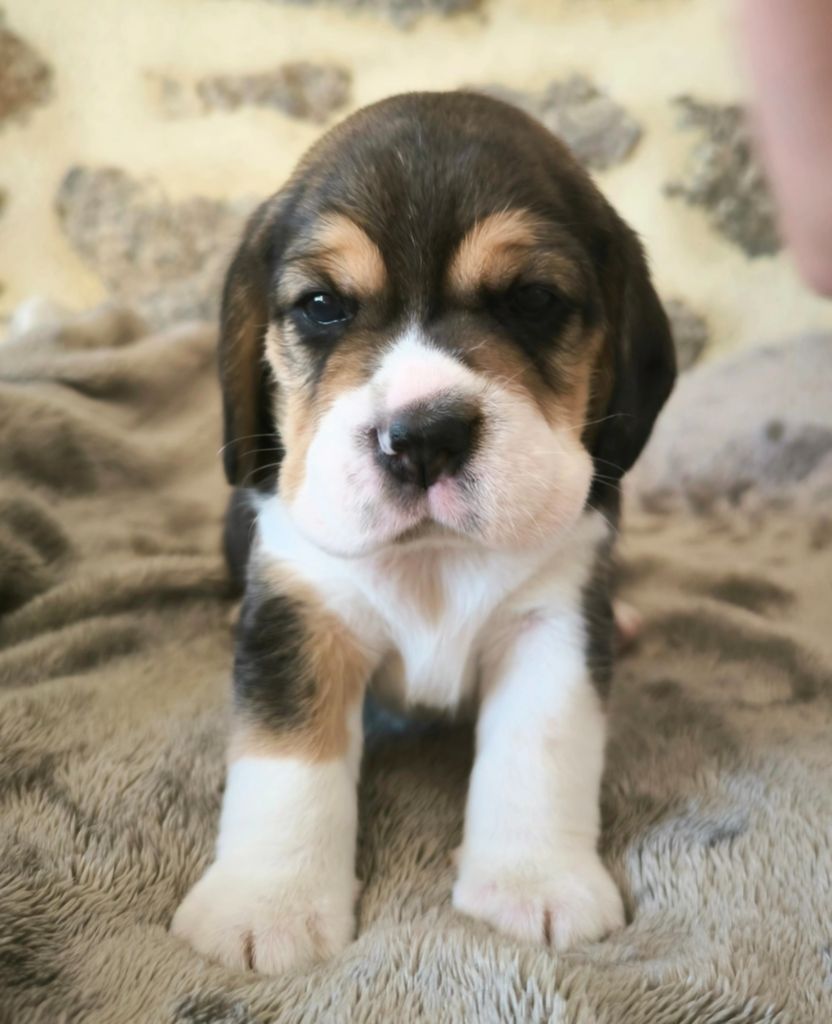 Du Domaine Des Beagles - Chiots disponibles - Beagle
