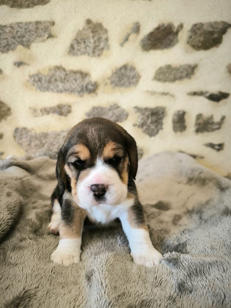 Du Domaine Des Beagles - Chiots disponibles - Beagle