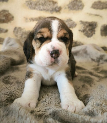CHIOT 5