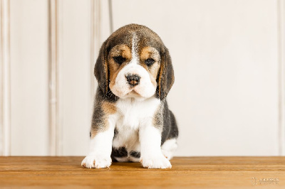 CHIOT 3