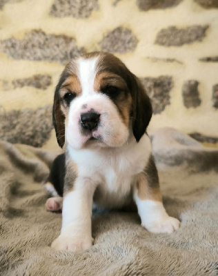 CHIOT 4