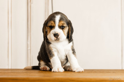 CHIOT 5