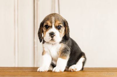 CHIOT 7