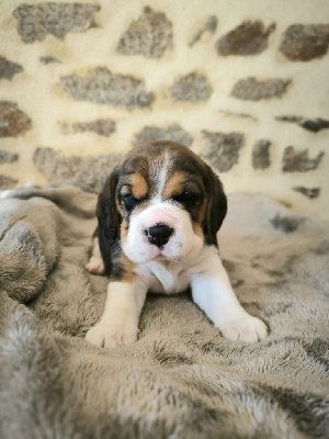 CHIOT 3