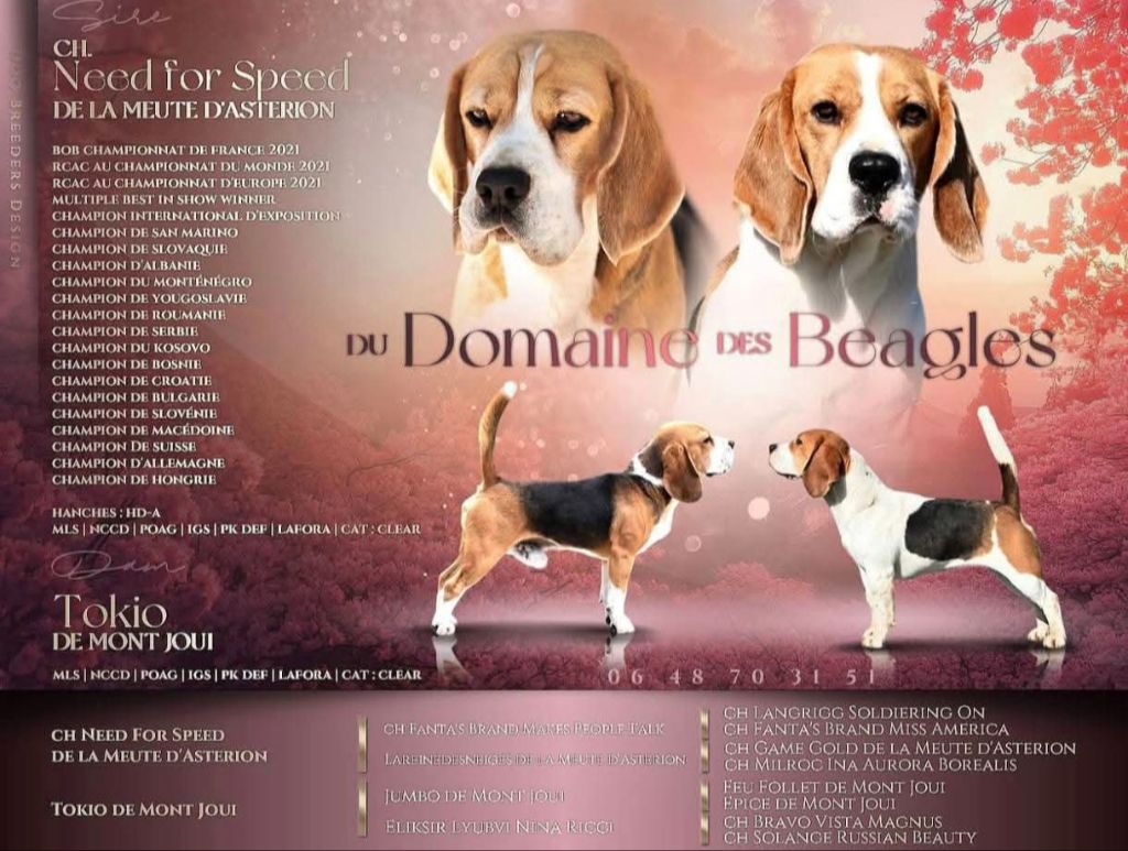 Chiot Beagle Du Domaine Des Beagles