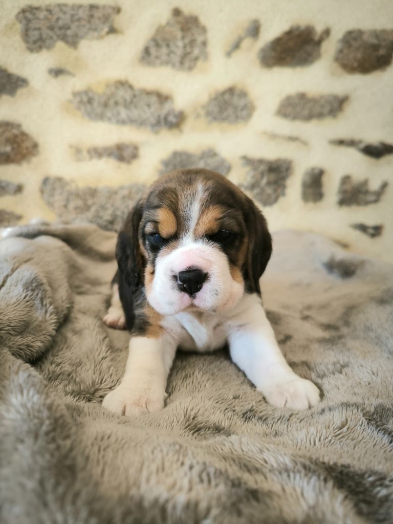 Du Domaine Des Beagles - Chiots disponibles - Beagle