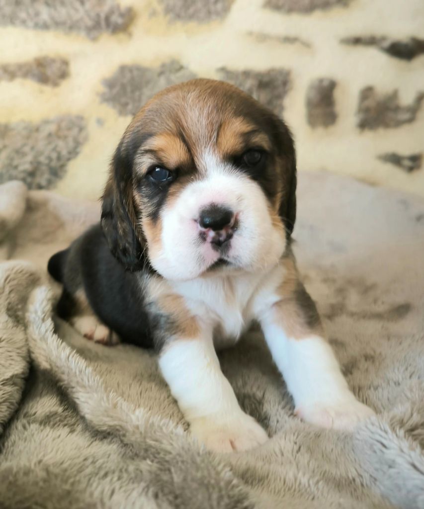 Du Domaine Des Beagles - Chiots disponibles - Beagle