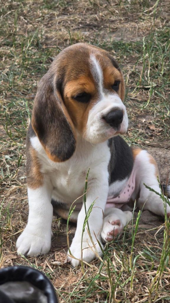Du Domaine Des Beagles - Chiots disponibles - Beagle
